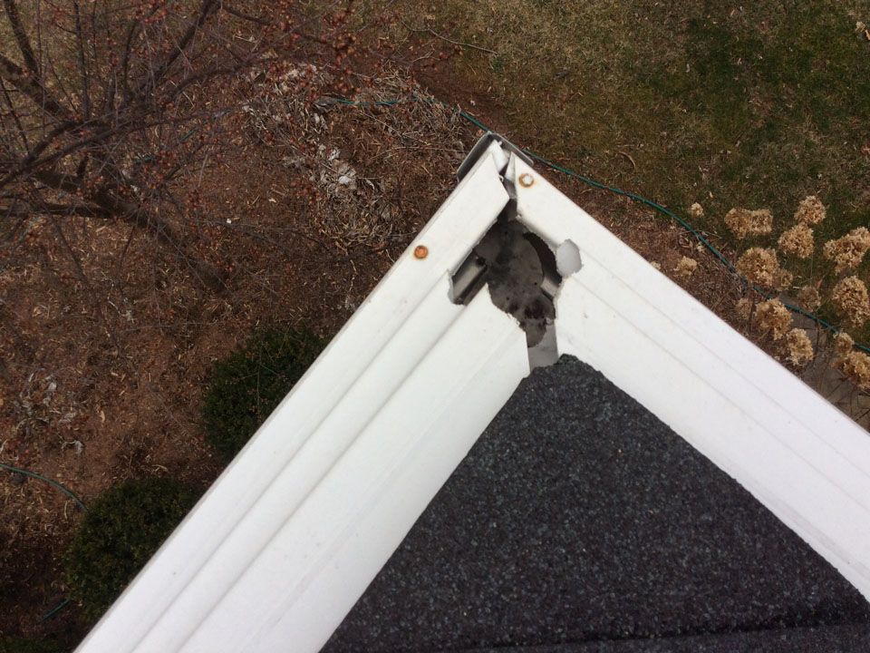Wildlife Damage Repair Richmond